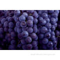 Chinese Globe Juicy Fresh Red Seedless Grapes  9KG / Foam c